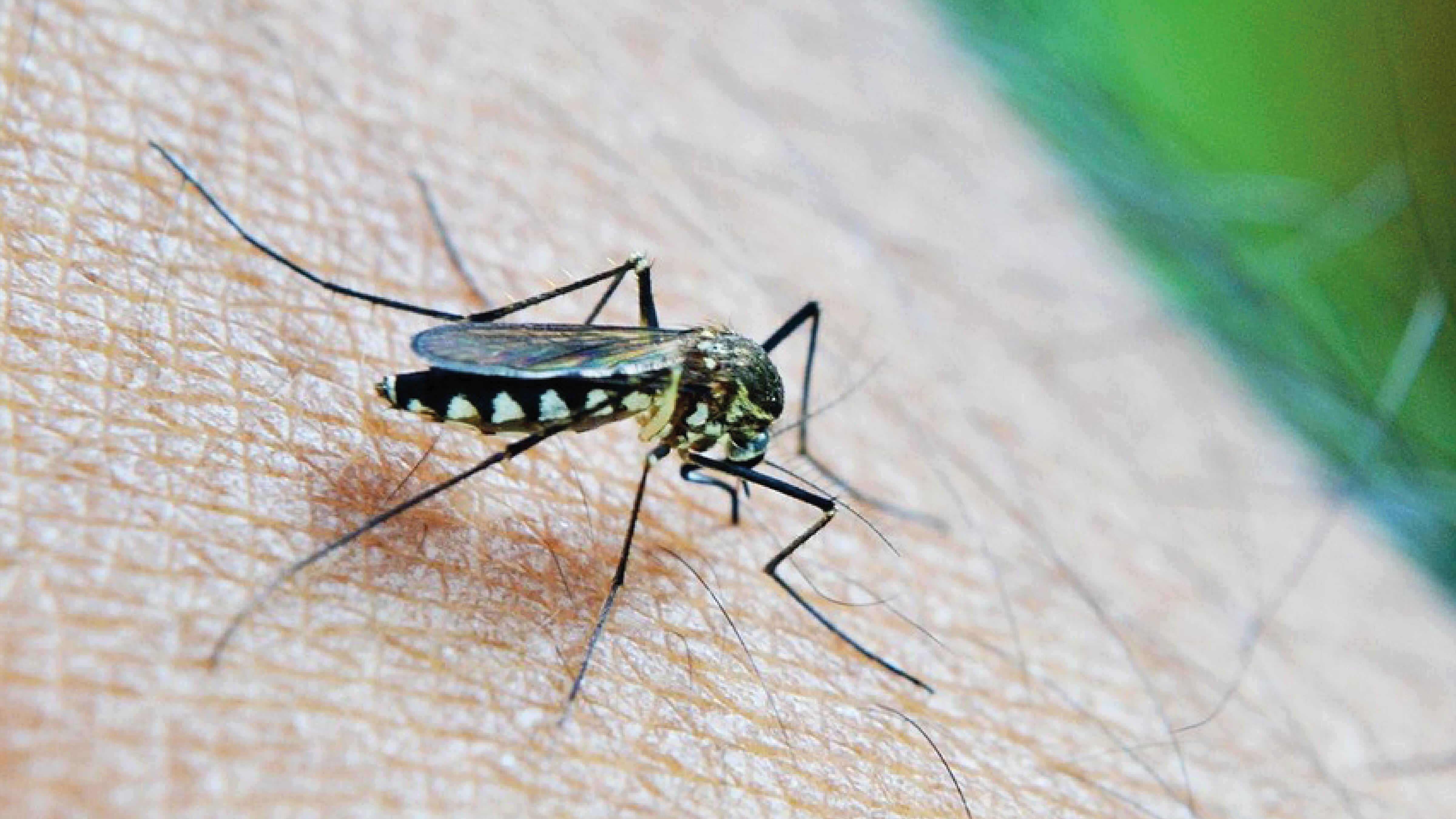 Malaria in Frankfurt