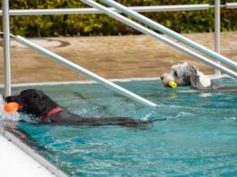 Hundeschwimmen