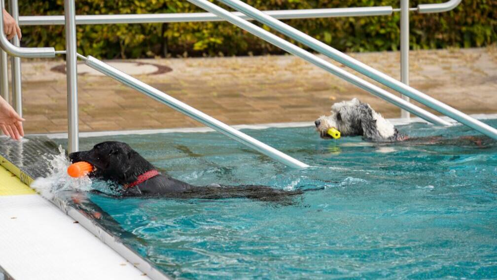 Hundeschwimmen