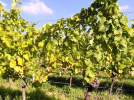 Weinlese für die ganze Familie in Ingelheim vom 25. - 29. August 2026